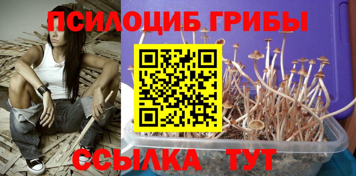 Беслан  Псилоцибиновые грибы GOLDEN TEACHER  даркнет сайт  Вход с VPN 